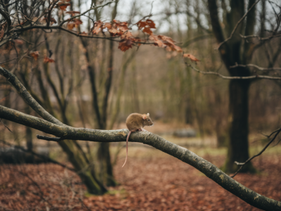 Deratisation Lyon : entreprise rats,souris,guepes,taupes,pigeons,cafards